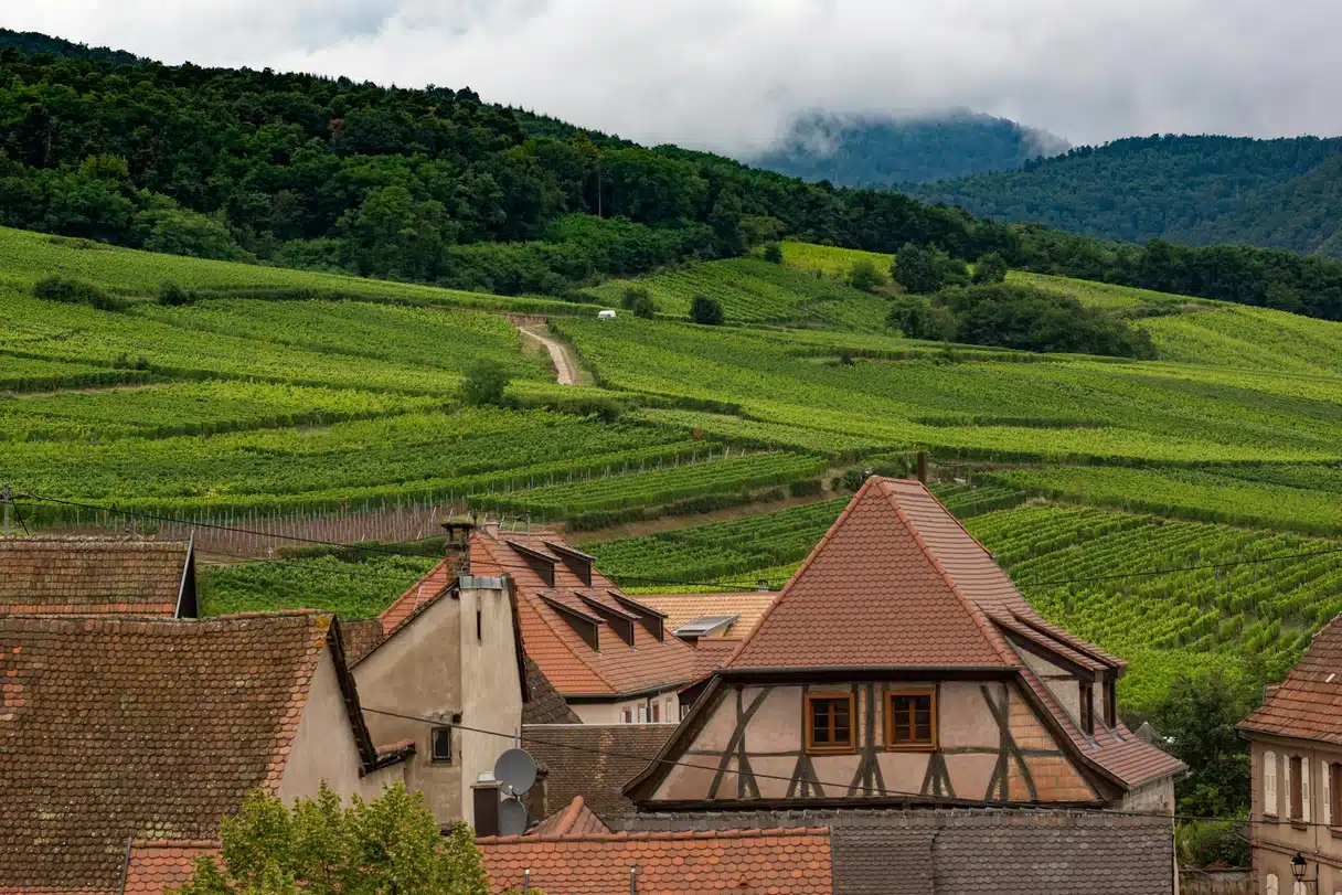 Les vignes de la route des vins d’Alsace près de Dambach-la-Ville
