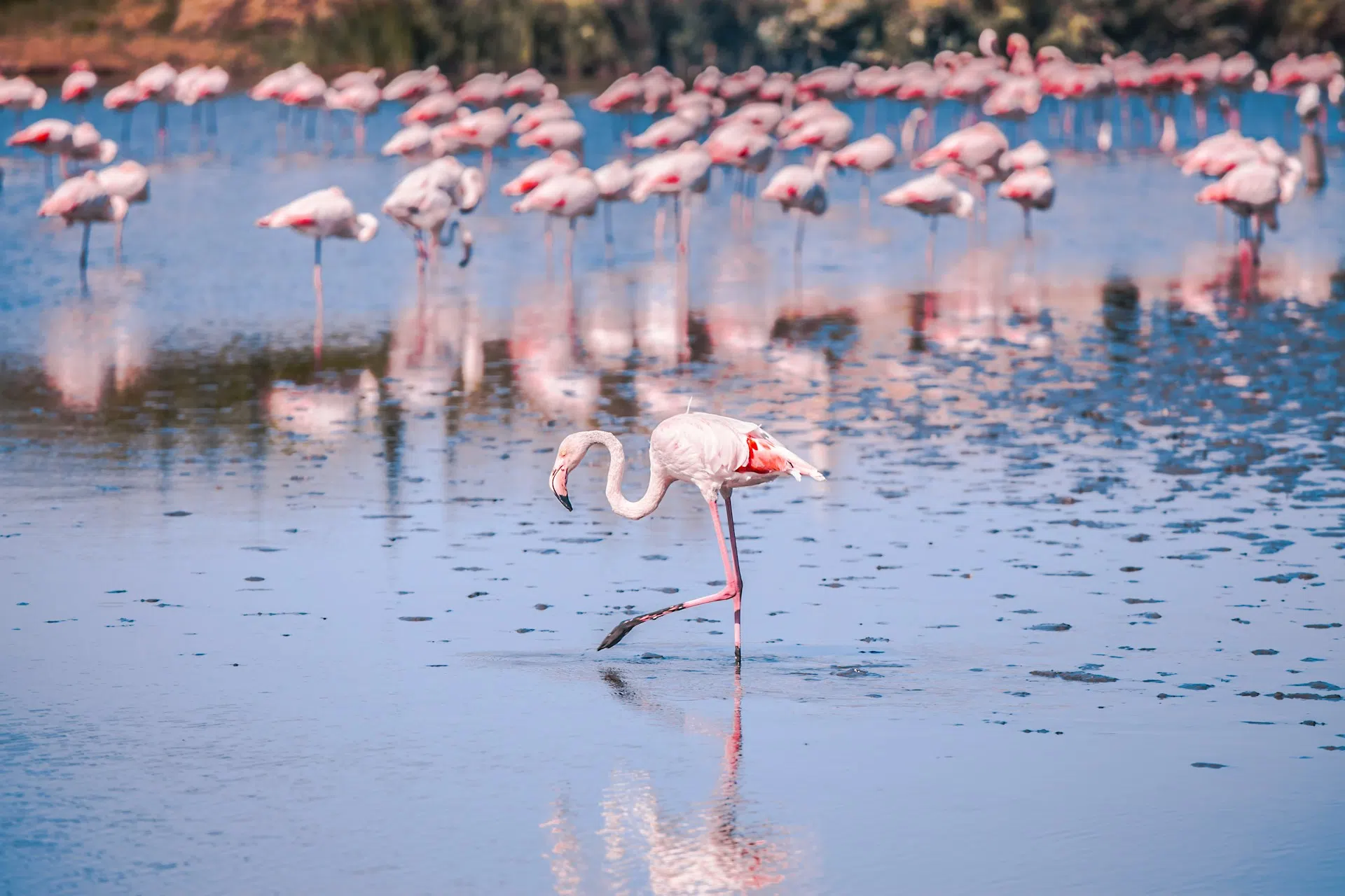Camargue'daki bir gölette flamingolar