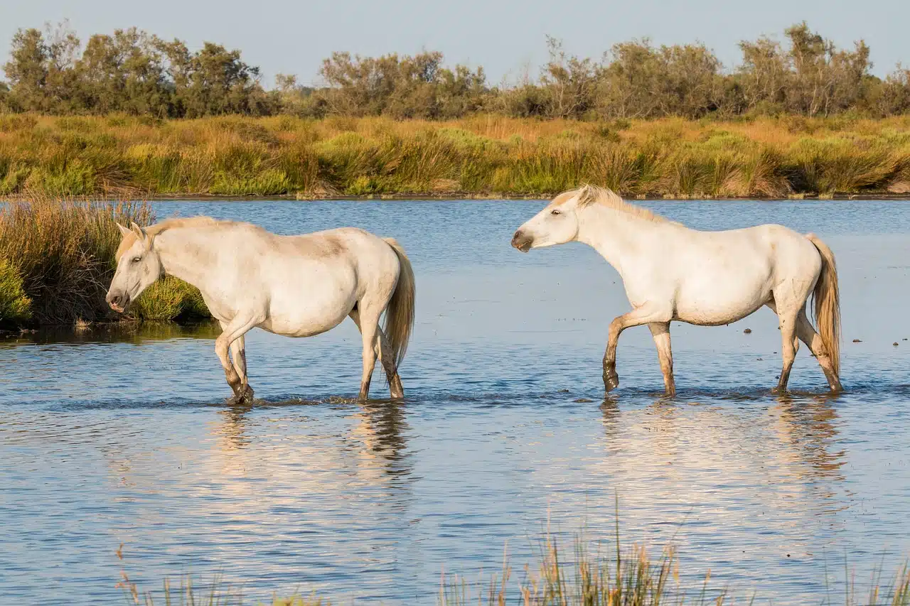 Two white Camargue horses walking through the water of a marsh