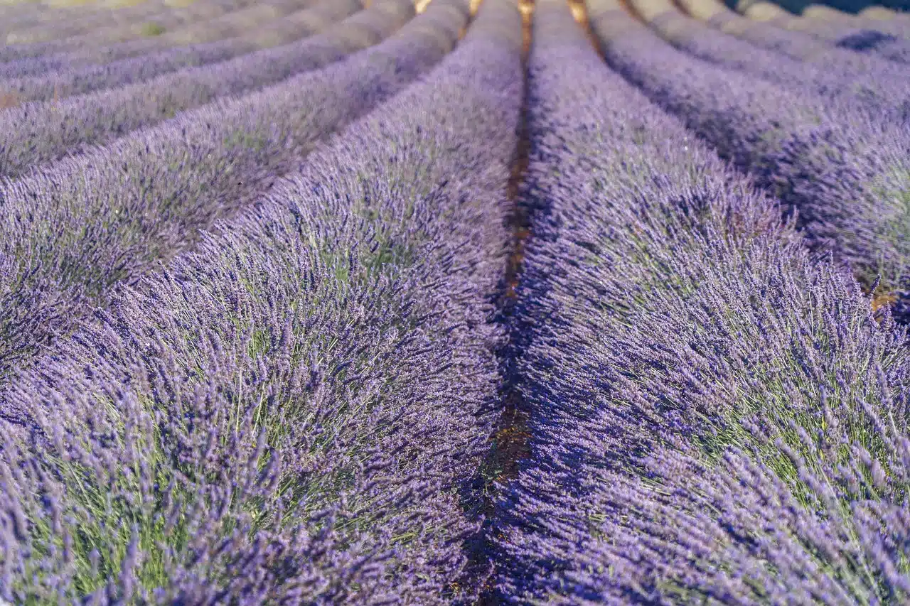 普罗旺斯薰衣草风景