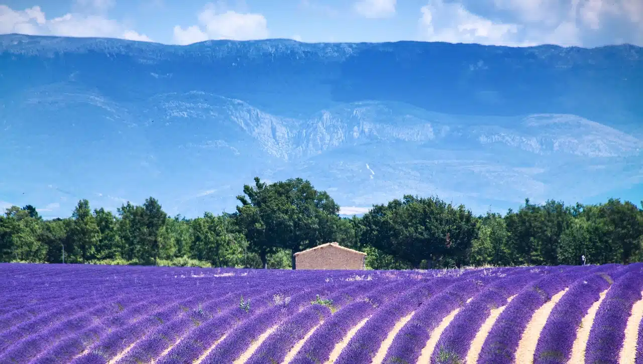 Lavender field in France during early summer