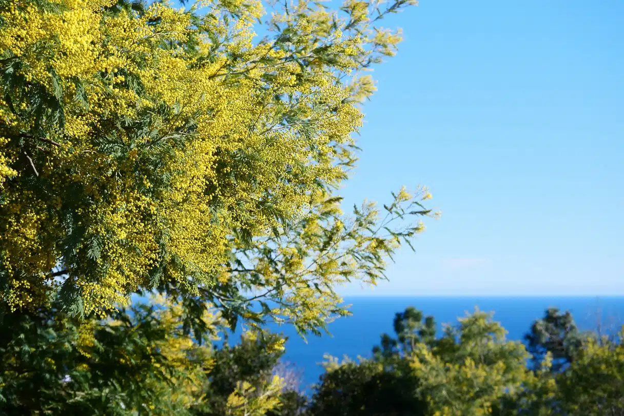 Branches of yellow mimosa in bloom above the blue Mediterranean at Théoule-sur-Mer