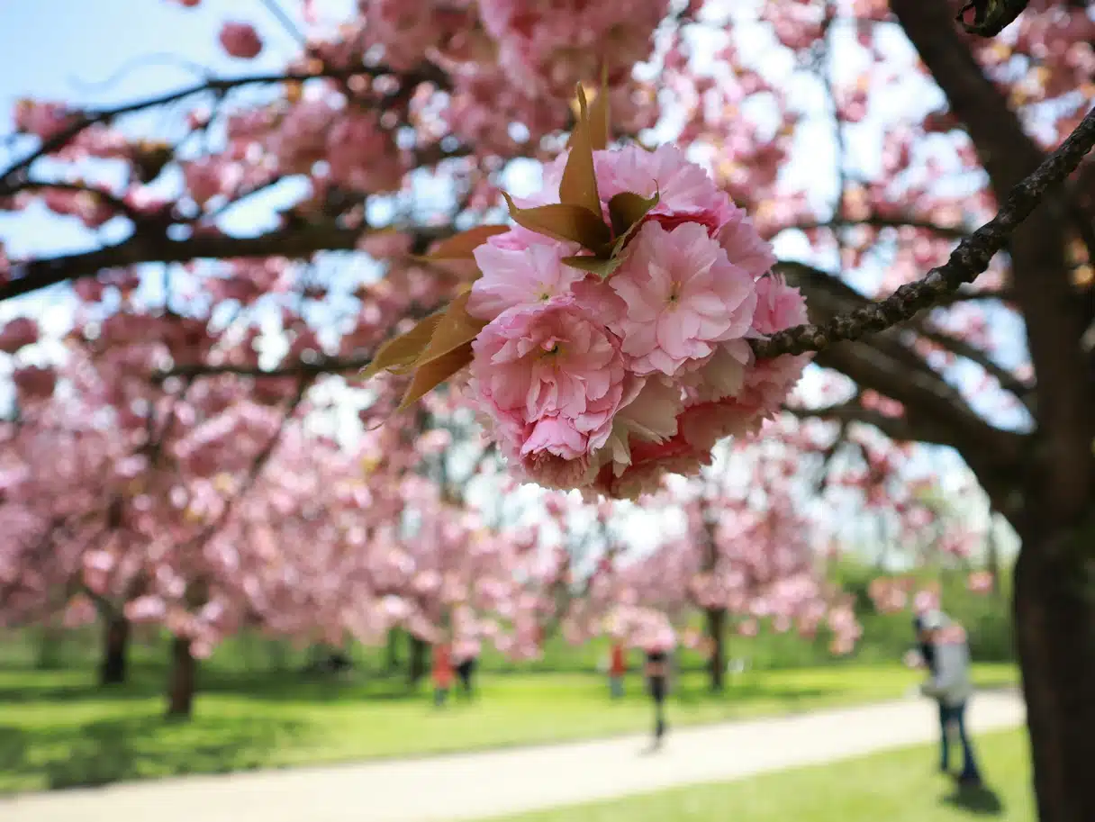A cluster of double pink cherry blossom in close-up, with a grove of flowering cherry trees and a path behind
