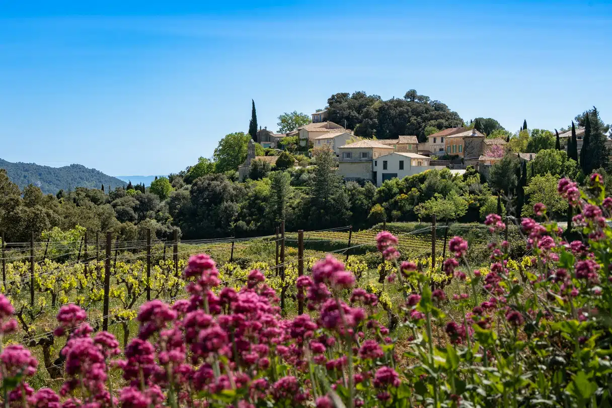 The hilltop village of Suzette in Provence above rows of young vines, with red valerian in flower in the foreground