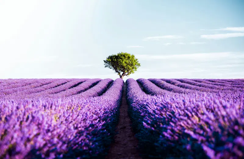 Lavender fields on the Valensole plateau in Provence
