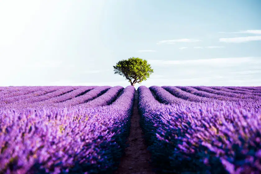 Champs de lavande sur le plateau de Valensole